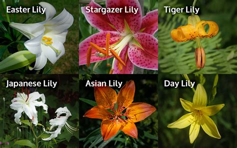 easter lilies poisonous to cats.